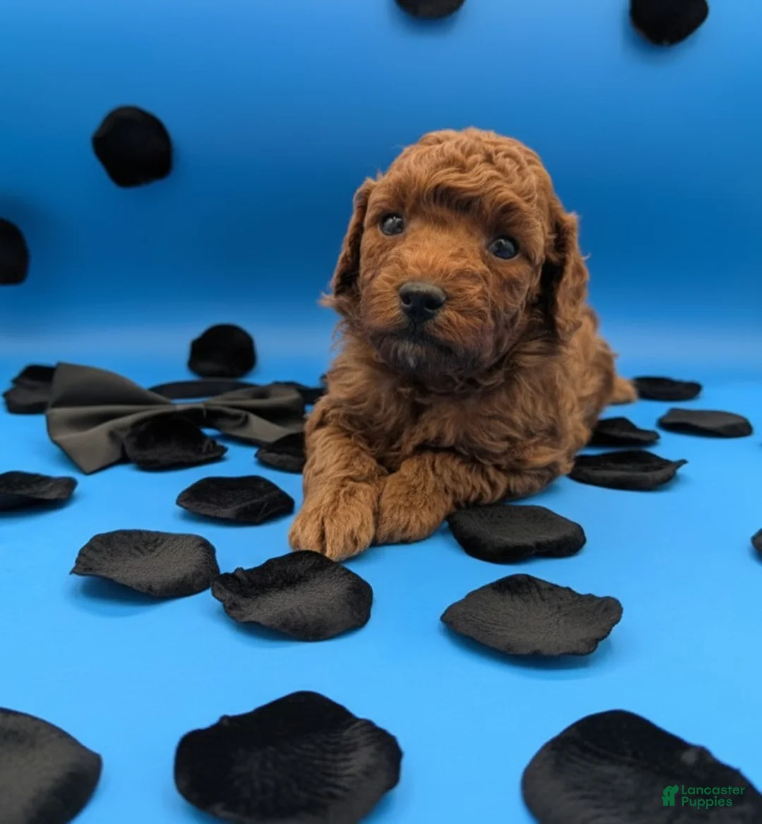 Toy Poodle dogs for sale: Oliver 🖤 - Ad 19