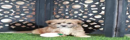 Shorkie dogs for sale: Apple Beautiful Female Shorkie Puppy - Ad 1