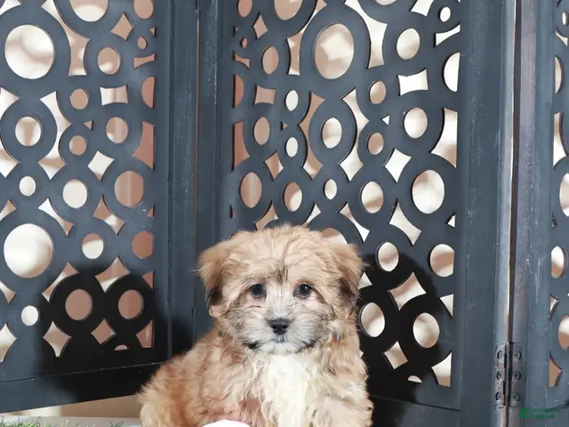 Shorkie dogs for sale: Apple Beautiful Female Shorkie Puppy - Ad 1