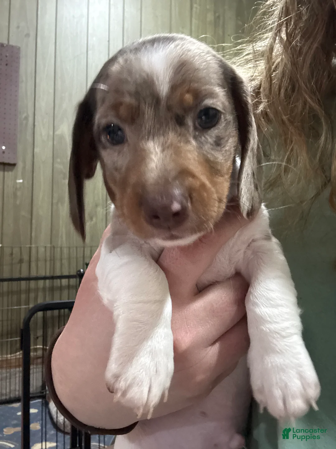 Dachshund dogs for sale: Dachshund Puppy 1 - Ad 4