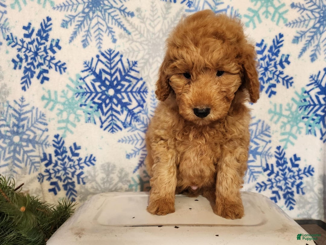Mini Goldendoodle dogs for sale: Houston - Ad 17