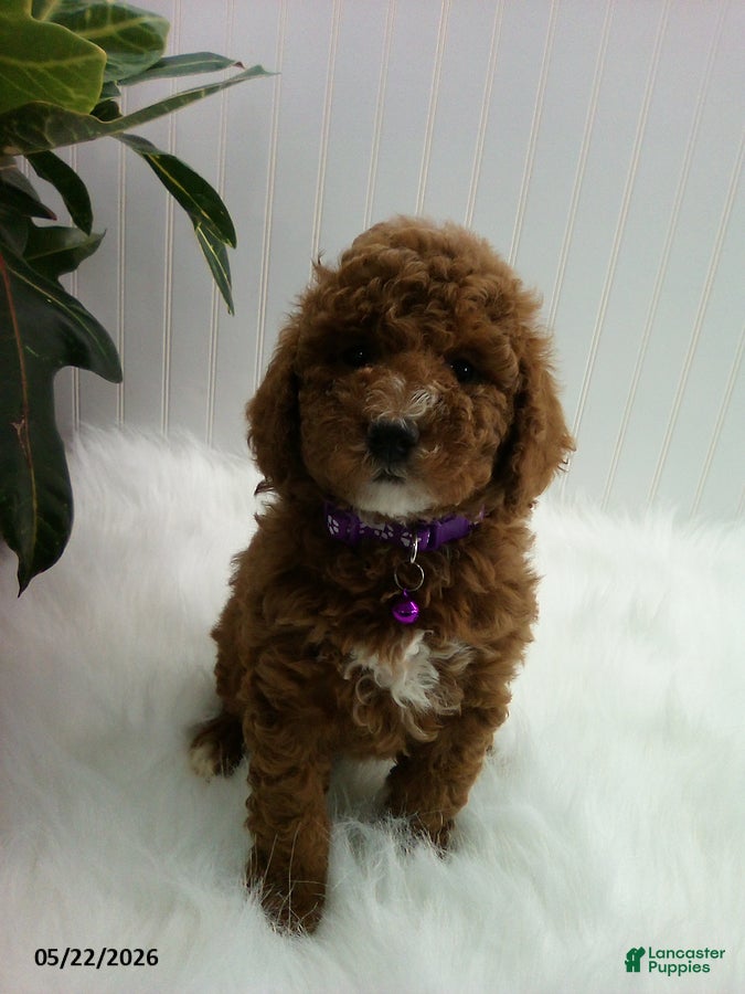 Miniature Poodle dogs Stella - Ad 1