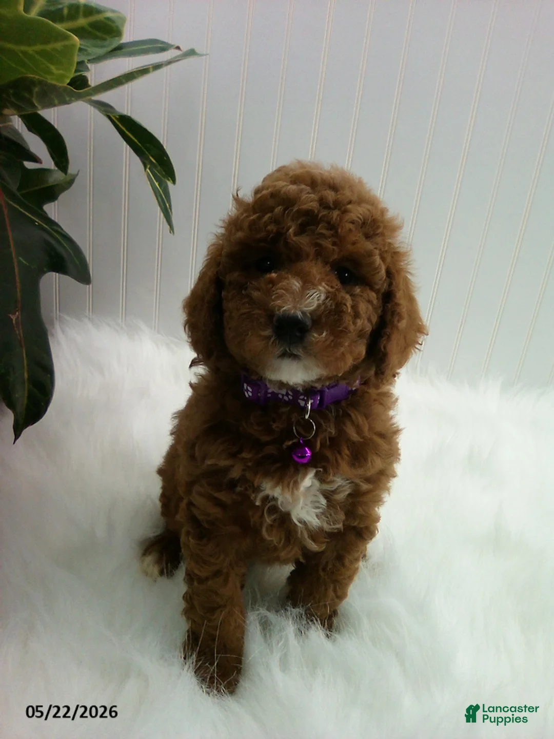Miniature Poodle dogs for sale: Stella - Ad 1
