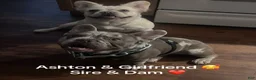 French Bulldog dogs for sale: French Bulldog 2 - Ad 2