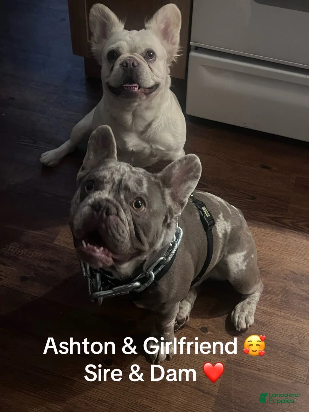 French Bulldog dogs for sale: French Bulldog 2 - Ad 2