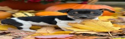 Jack Russell Terrier dogs for sale: Jasper - Ad 1
