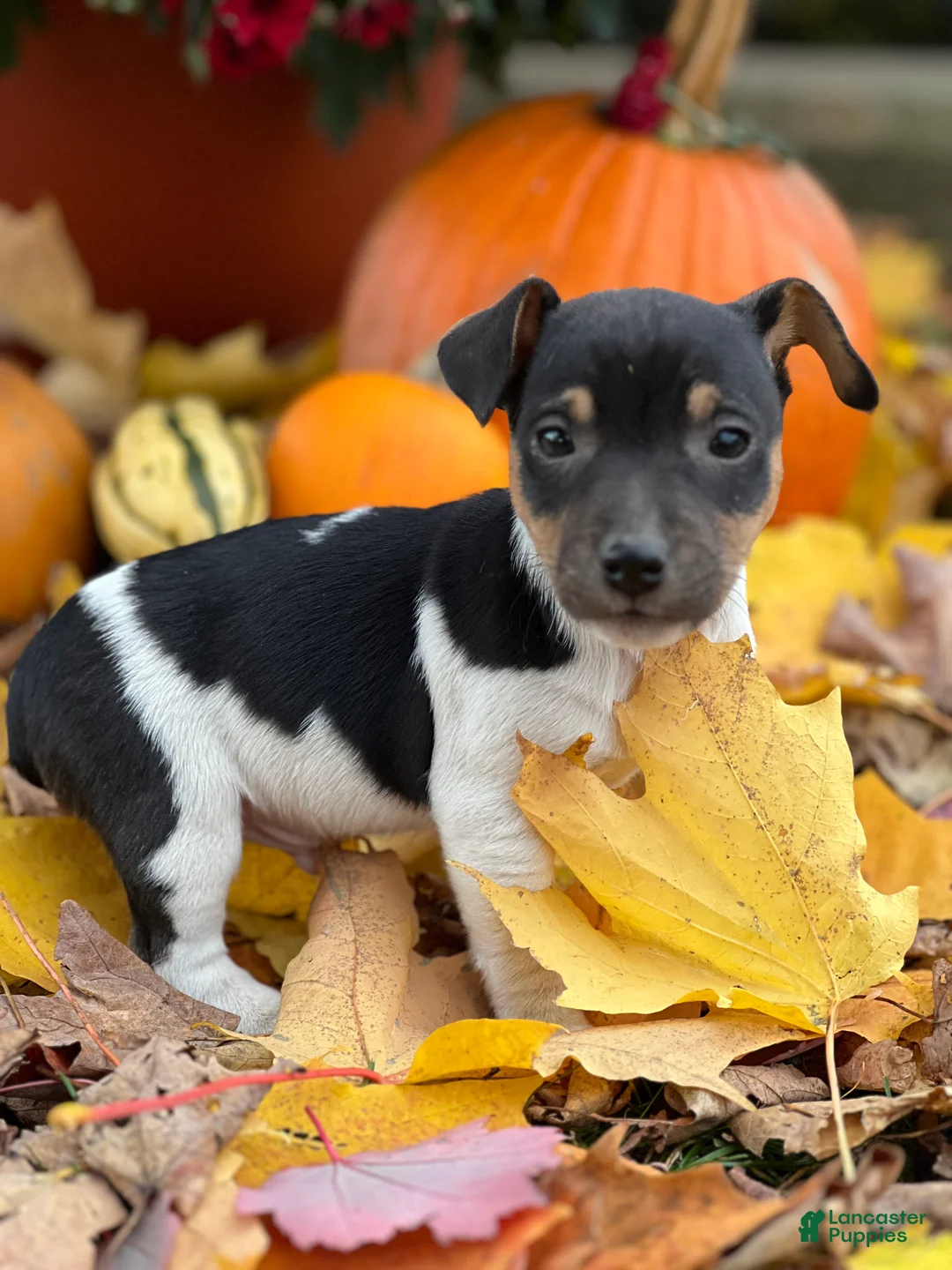 Jack Russell Terrier dogs for sale: Jasper - Ad 1