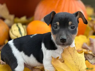 Jack Russell Terrier dogs Jasper - Ad 40