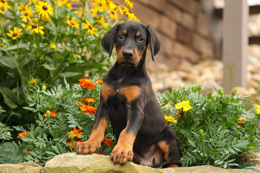 Doberman Pinscher dogs for sale: DIESEL - Ad 1
