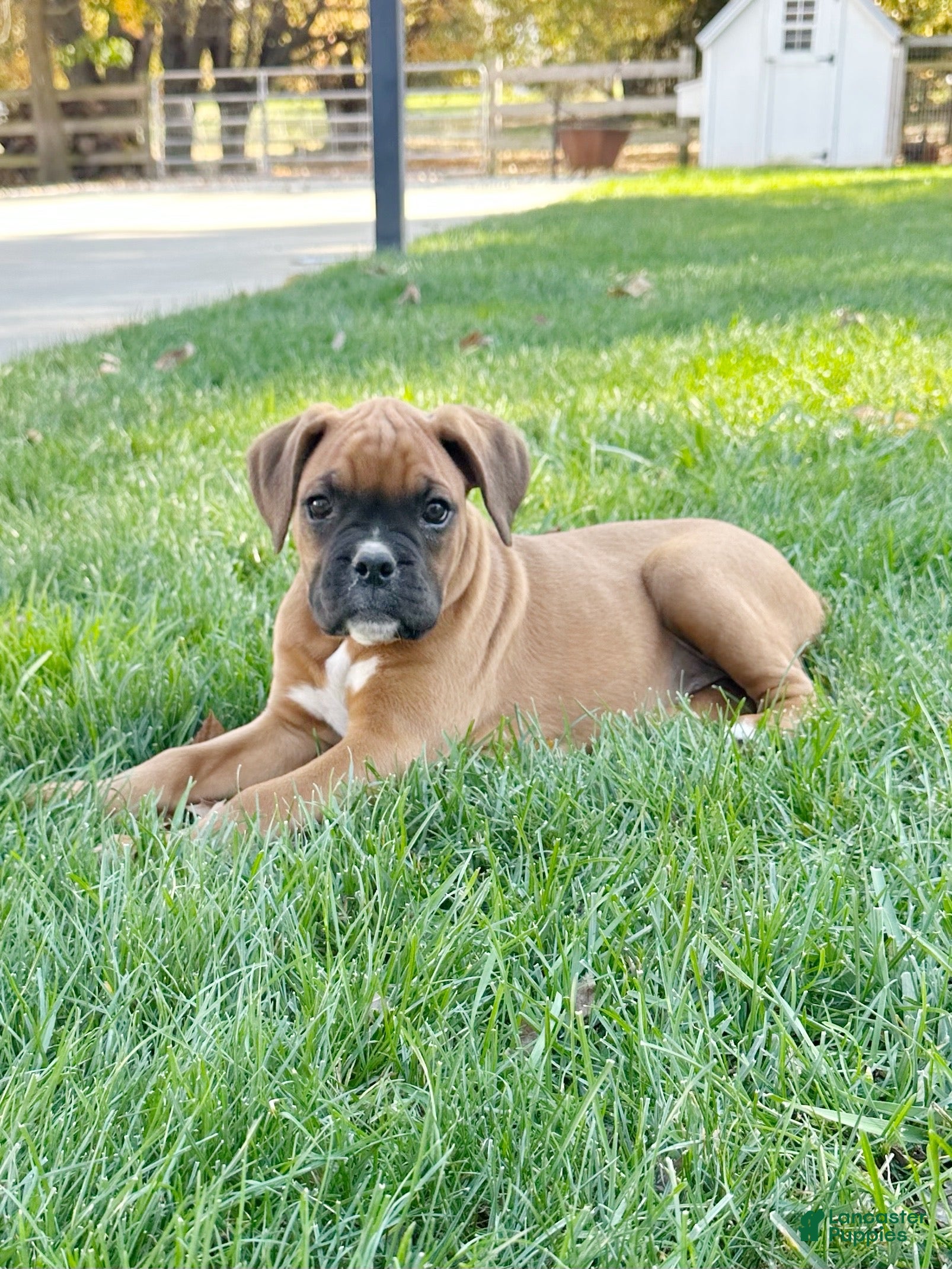 Boxer dogs for sale: Giana - Ad 1