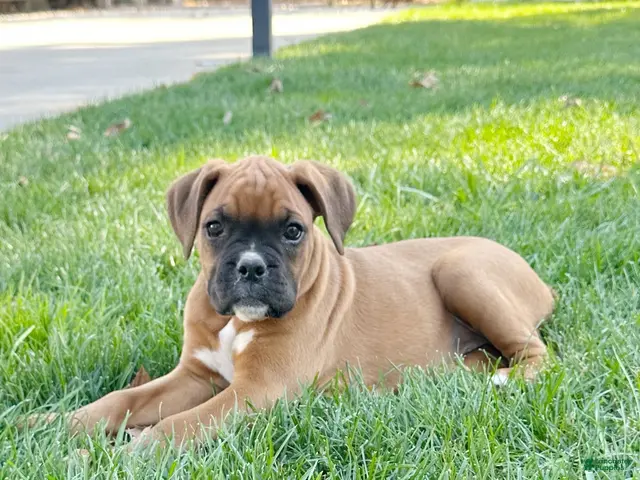 Boxer dogs for sale: Giana - Ad 1