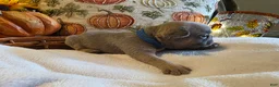 French Bulldog dogs for sale: Walter  - Ad 2