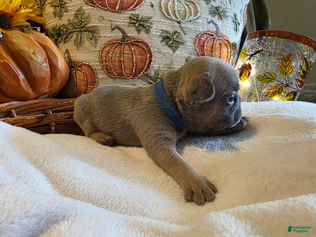 French Bulldog dogs for sale: Walter  - Ad 2