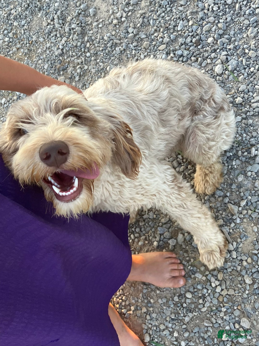 Gallery Image {{count}}