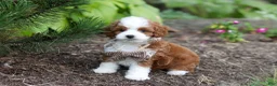 Cavapoo dogs for sale: Brody - Ad 9
