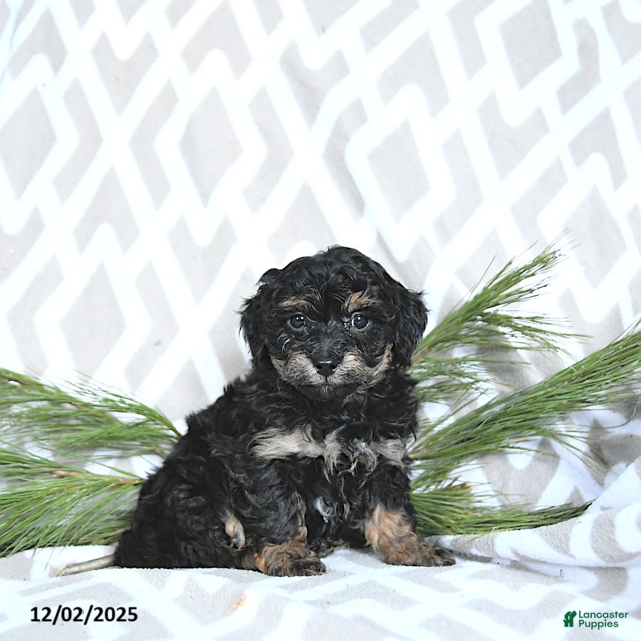 Maltipoo dogs Jingle  - Ad 38