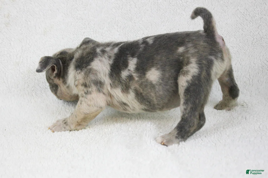 American Bully dogs for sale: Blue Brindle Merle Female - Ad 3