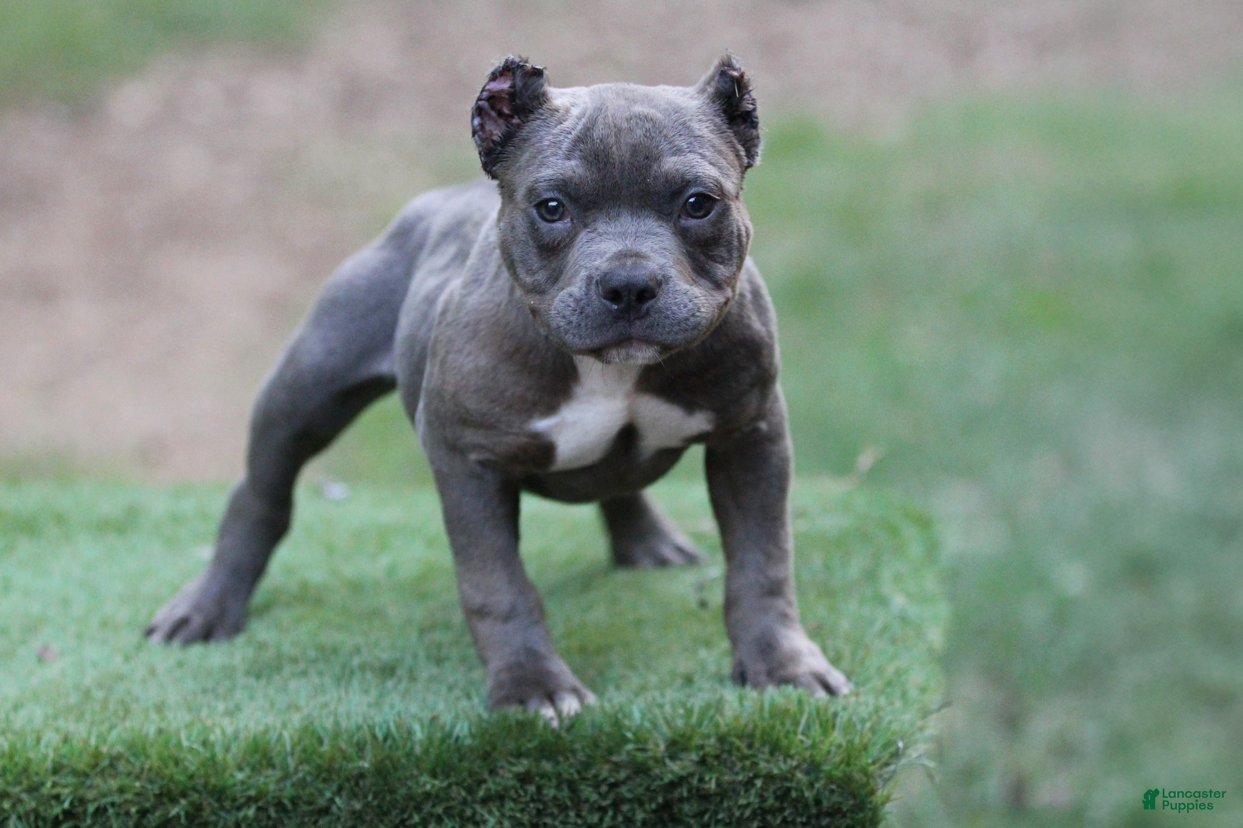 American Bully dogs Blue Male - Ad 1