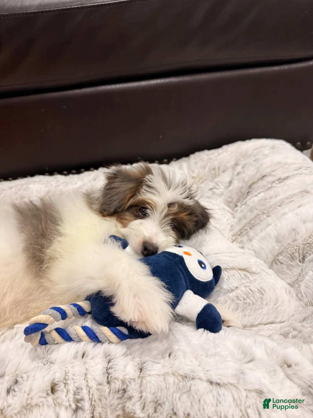 Mini Bernedoodle dogs for sale: Mini Bernedoodle 1 - Ad 4