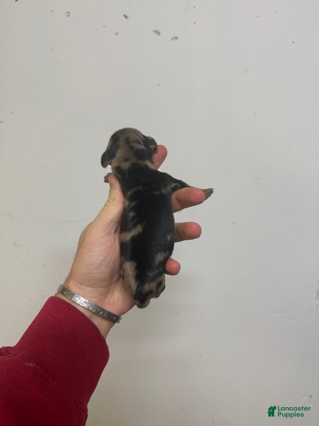 Miniature Dachshund dogs for sale: Charley LH  - Ad 1