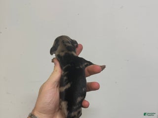 Miniature Dachshund dogs Charley LH - Ad 16