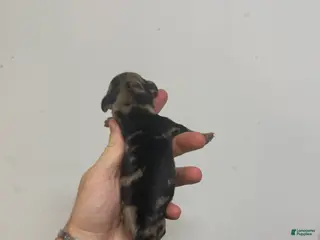 Miniature Dachshund dogs Charley LH - Ad 23