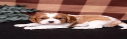 Cavalier King Charles Spaniel dogs for sale: George - Ad 3