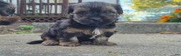 Yorkshire Terrier dogs for sale: Marley  - Ad 8