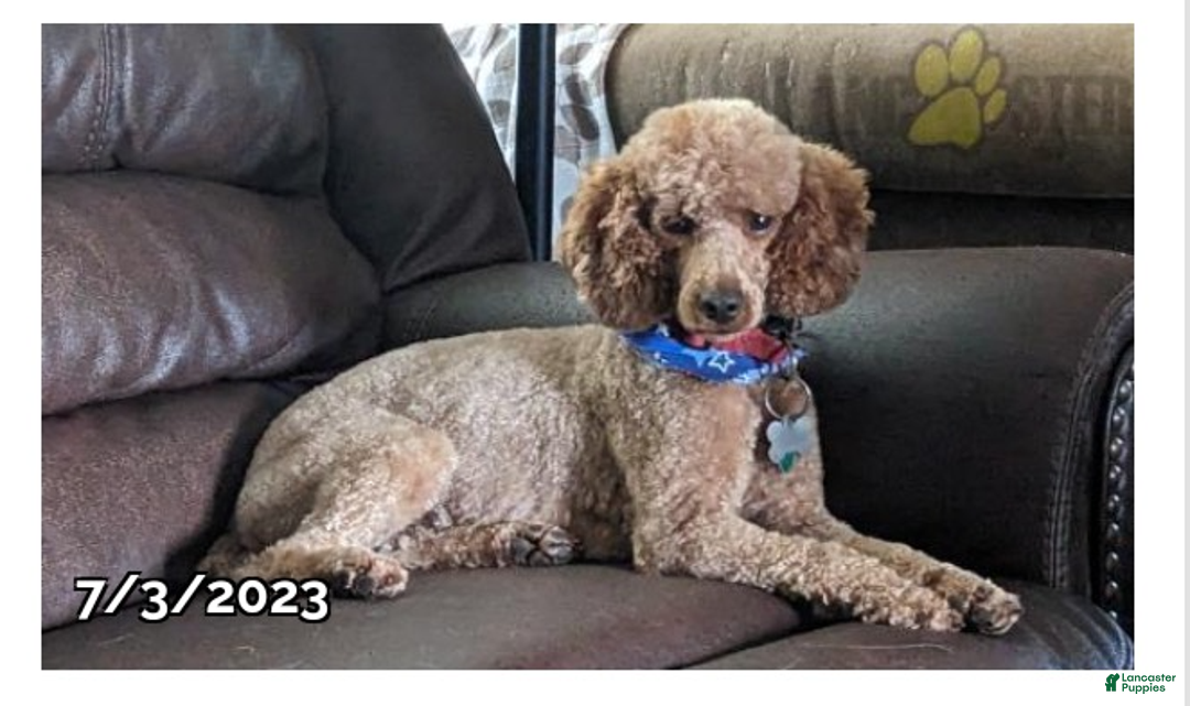 Cockapoo dogs for sale: Maverick - Ad 4