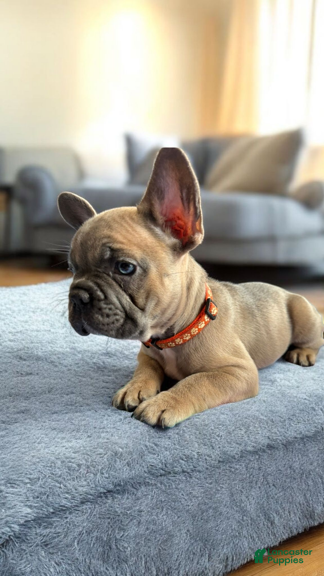 French Bulldog dogs for sale: Rocky French Bulldog  - Ad 6