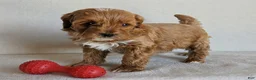 Cockapoo dogs for sale: Bentley - Ad 1