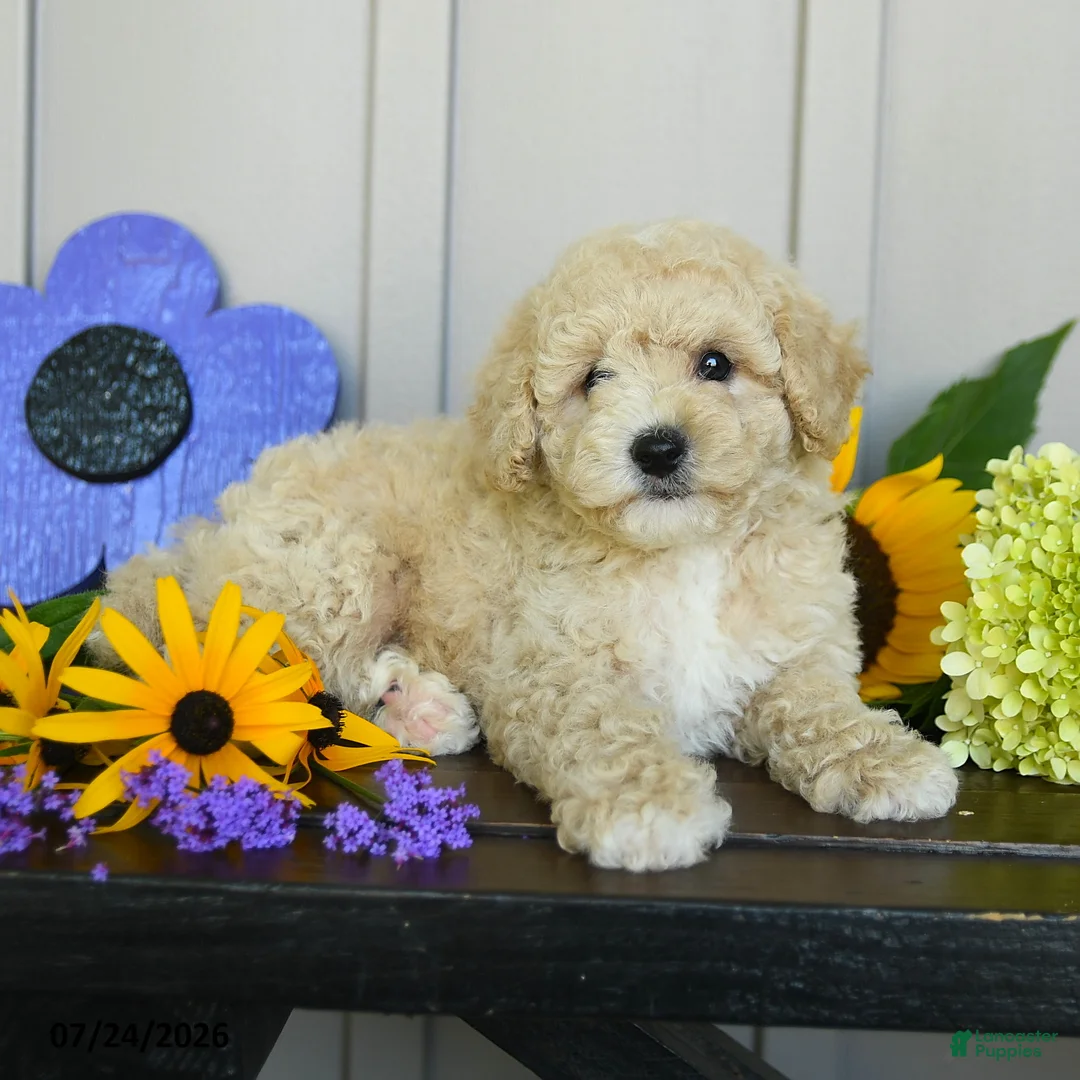 Miniature Poodle dogs for sale: Gillian - Ad 3