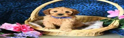 Cavapoo dogs for sale: Carter - Ad 1