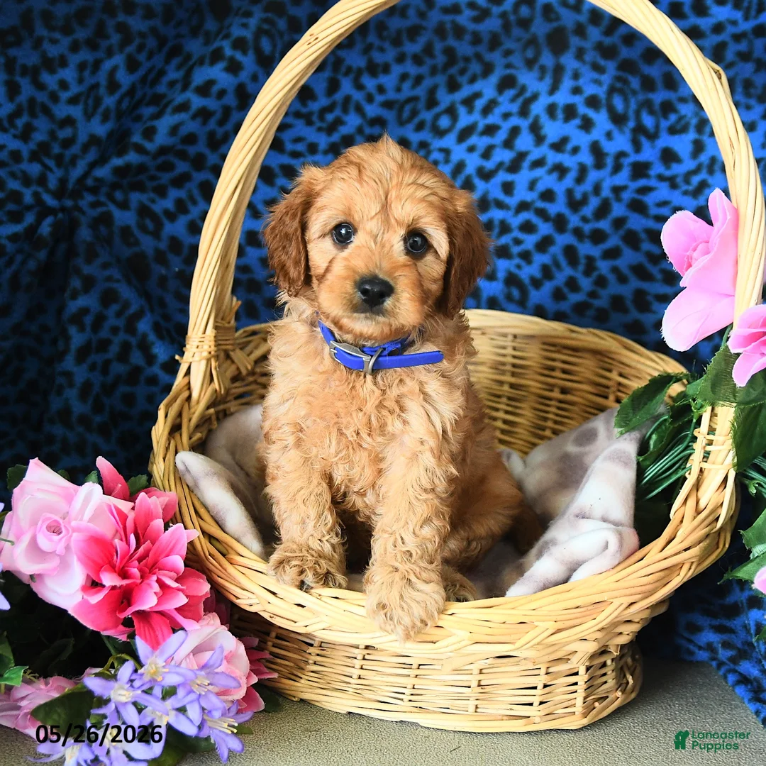 Cavapoo dogs for sale: Carter - Ad 1