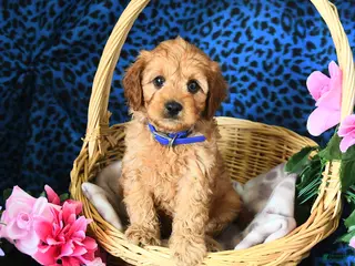 Cavapoo dogs for sale: Carter - Ad 4