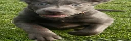 Labrador Retriever dogs for sale: Labrador Retriever 1 - Ad 4