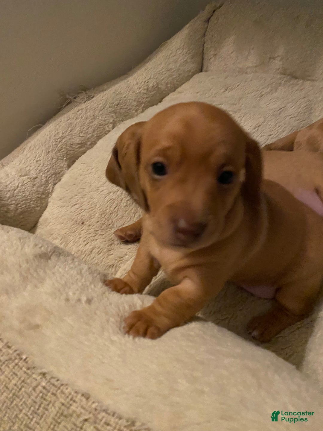Miniature Dachshund dogs for sale: Sandy Strawberry blonde dachshund  - Ad 2