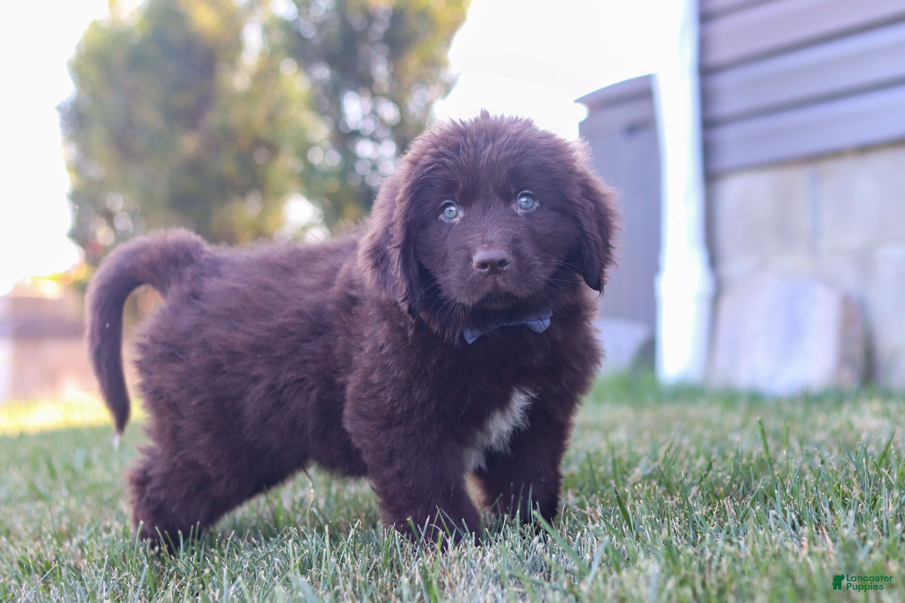 Newfoundland dogs Archie - Ad 2