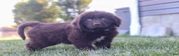 Newfoundland dogs for sale: Archie - Ad 2