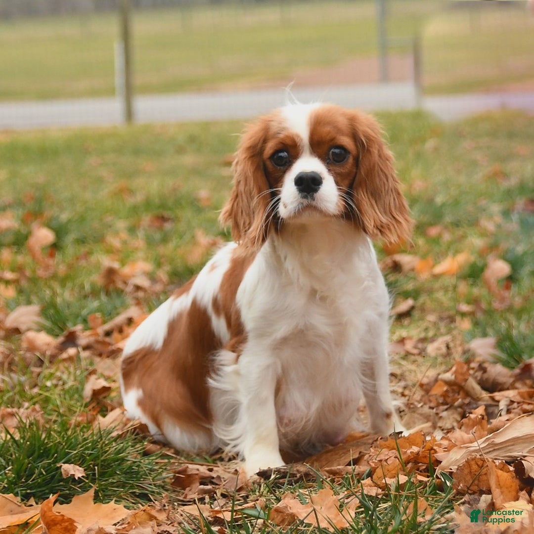 Cavalier King Charles Spaniel dogs for sale: Max - Ad 6