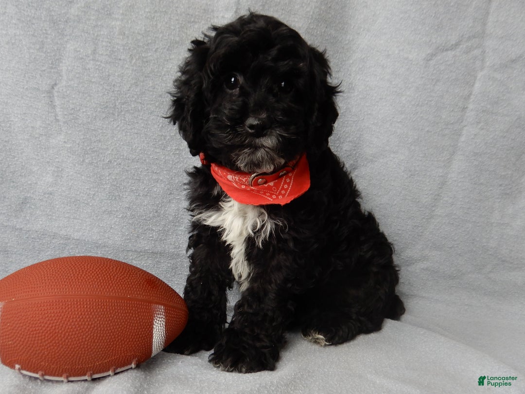 Cockapoo dogs for sale: Benny - Ad 3