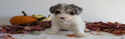 Mixed Breed dogs for sale: Niko - Ad 9