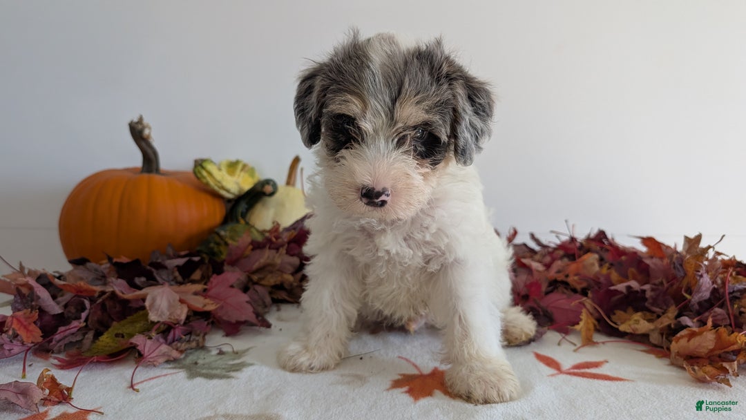 Mixed Breed dogs for sale: Niko - Ad 9