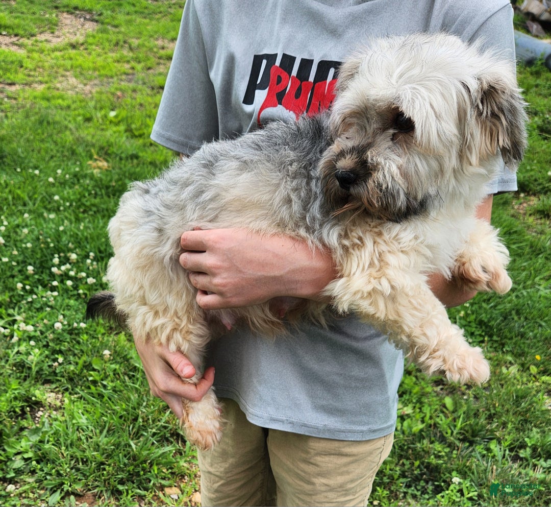 Havanese dogs for sale: CoCo - Ad 8