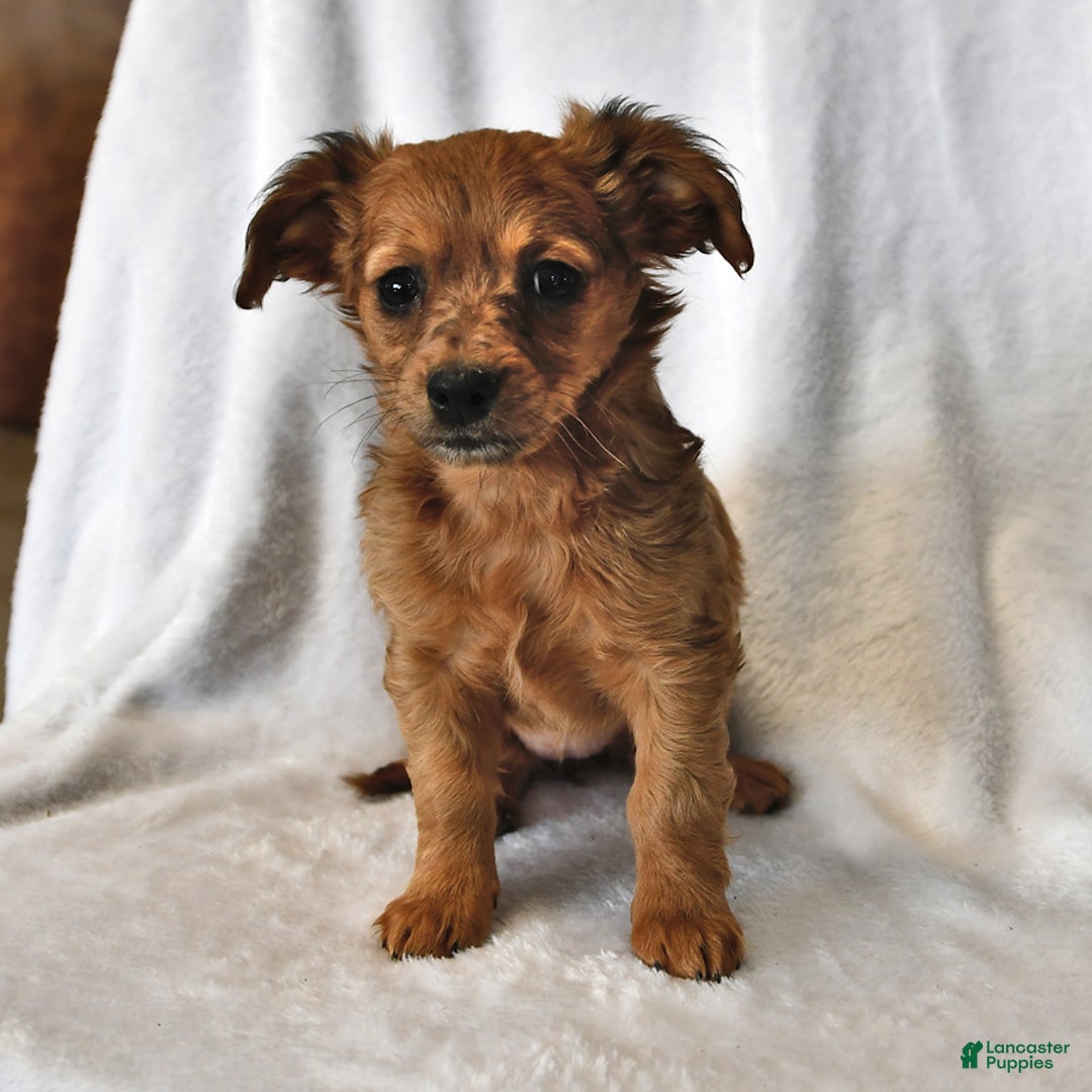Mixed Breed dogs for sale: Rachelle - Ad 1