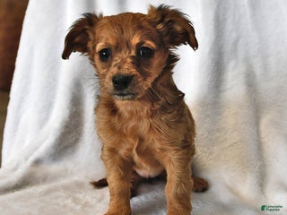 Mixed Breed dogs Rachelle - Ad 13