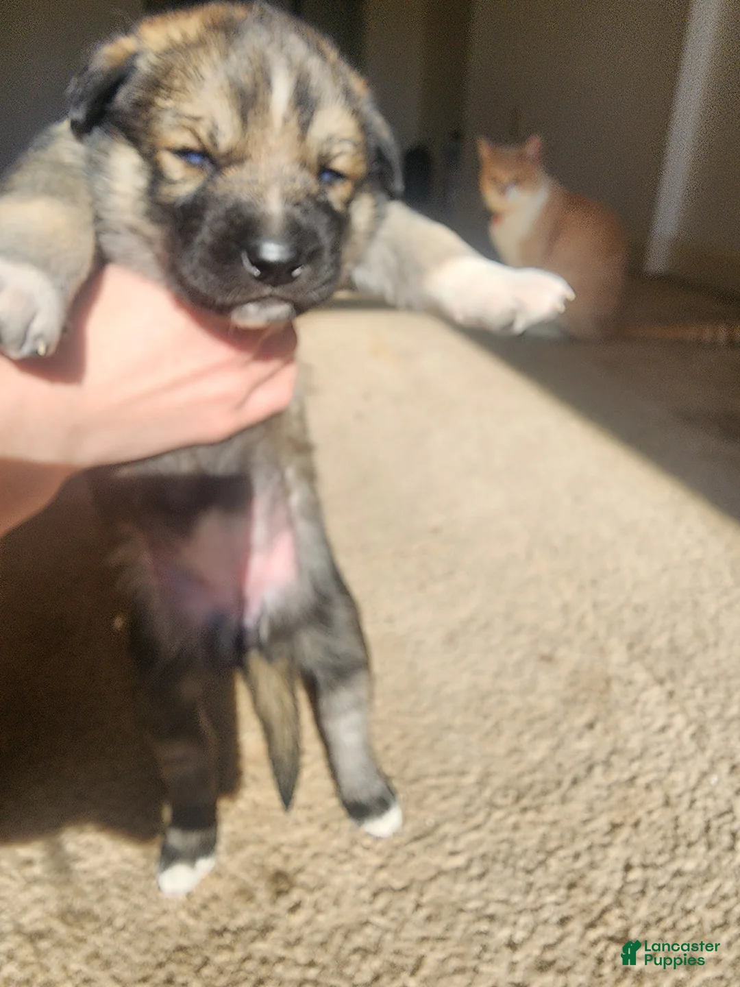 Mixed Breed dogs for sale: Mixed Breed Puppy 4 - Ad 1