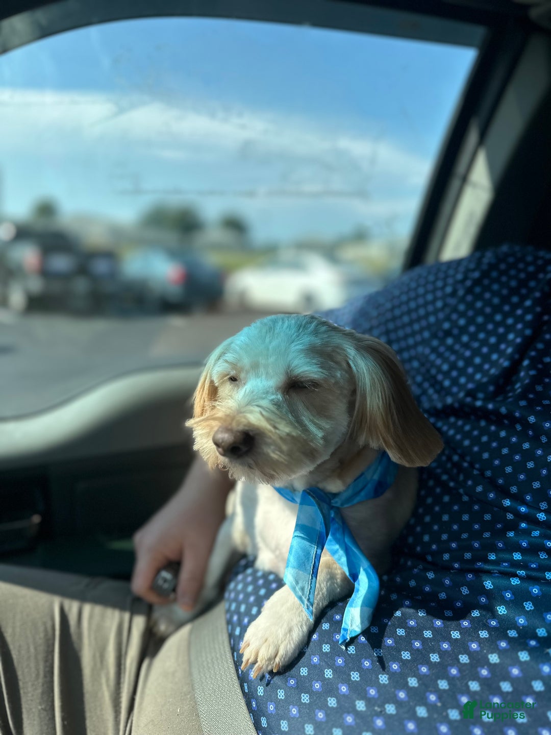 Maltipoo dogs for sale: Mr Rollie - Ad 9