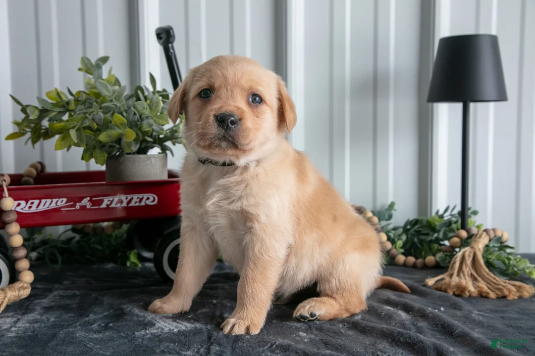 Goldador dogs for sale: Max - Ad 2