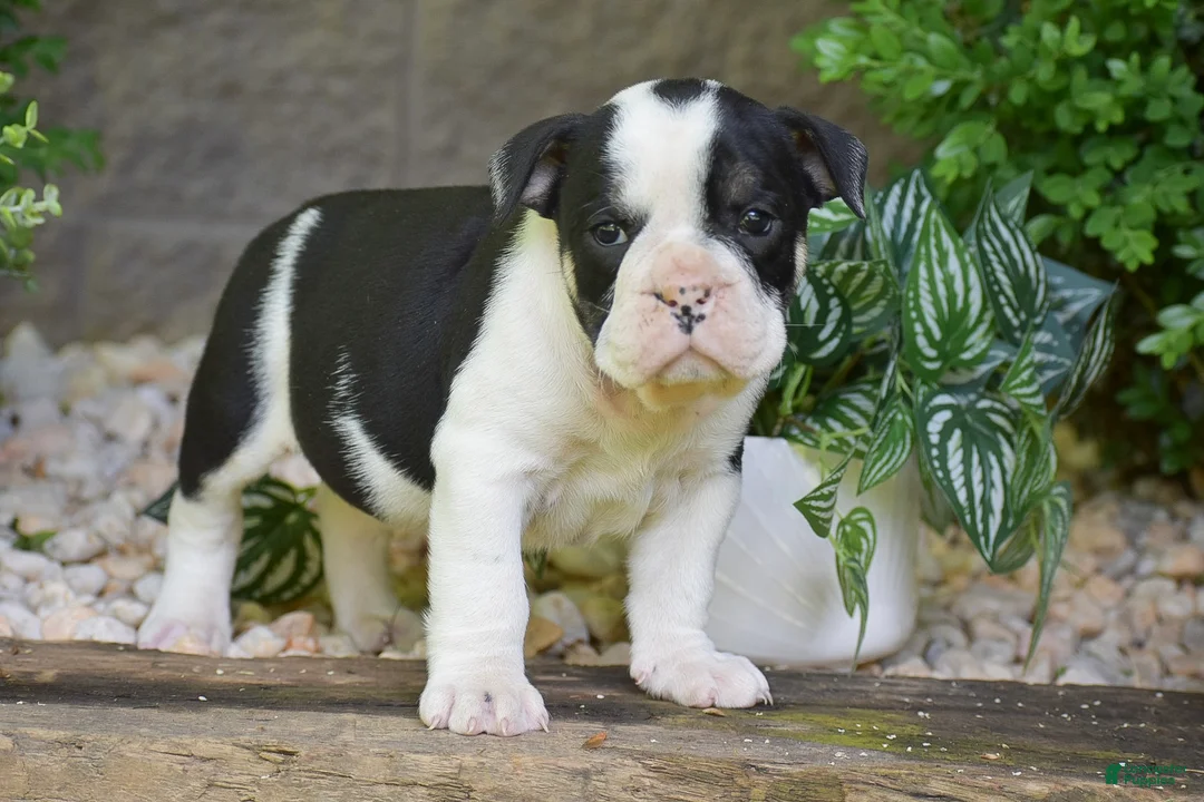 Olde English Bulldogge dogs for sale: Audrey - Ad 1